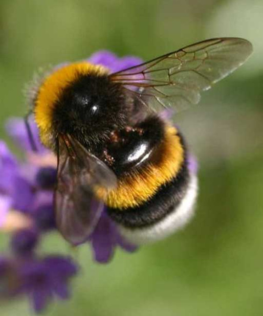 Bumblebee on purple flowers