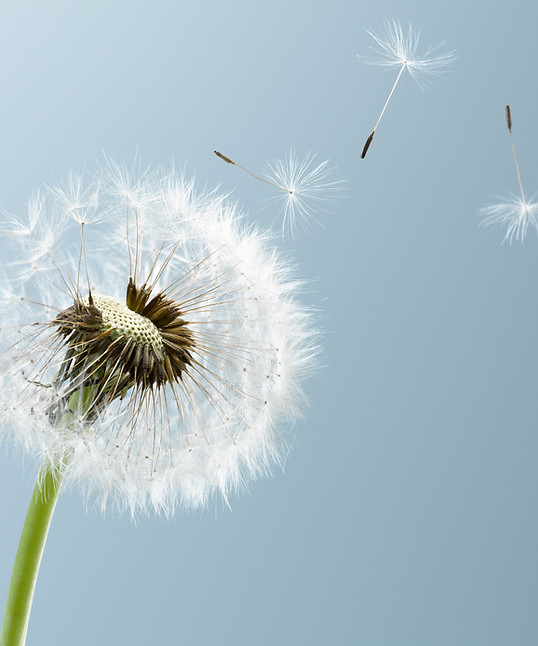 Dandelion leaves