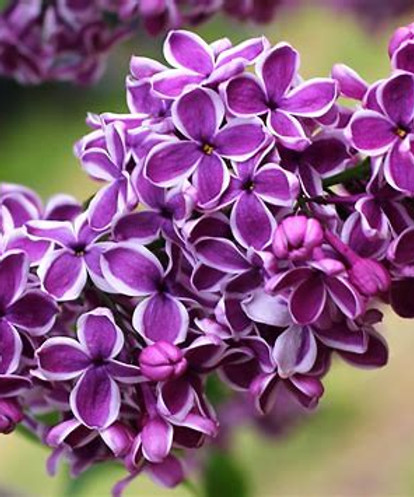 Lilac flowers